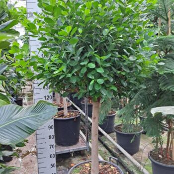Ficus Microcarpa Moclame stam