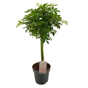 Schefflera Luseana