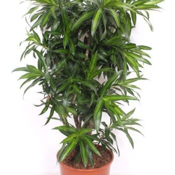 Dracaena Song of Jamaica