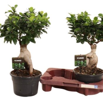 Ficus micr. Ginseng