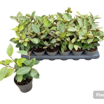 Elaeagnus ebb. 'Compacta'