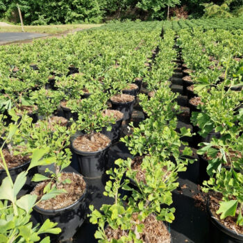 Ginkgo biloba 'Little Emperor'