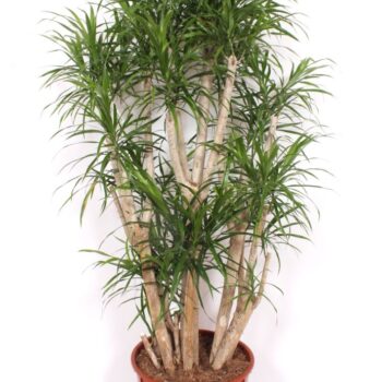 Dracaena Anita