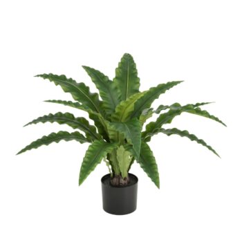 Asplenium Kunst Varen RT