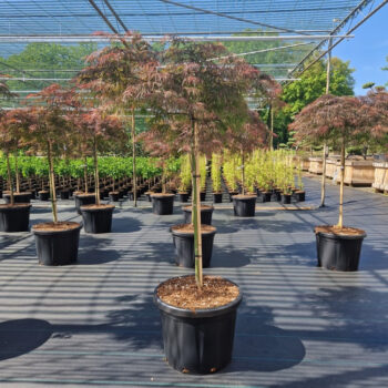 Acer palm. 'Inaba-shidare'