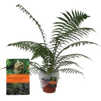 Dicksonia Antarctica (Tasmaanse Boomvaren) - single