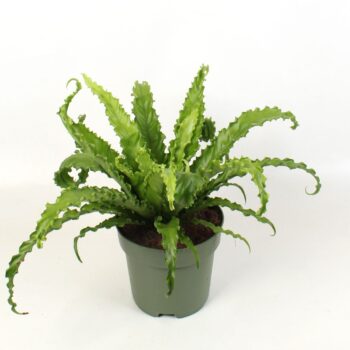 Asplenium antiquum Osaka
