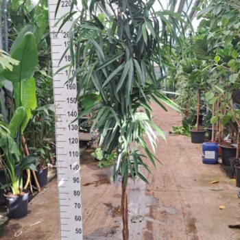 Ficus Alii gedraaide stam 250
