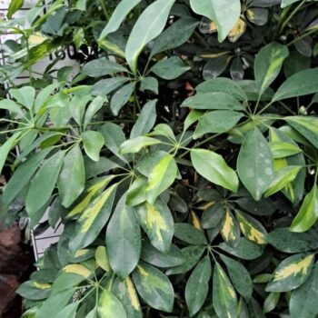 Schefflera Gold Capella XL