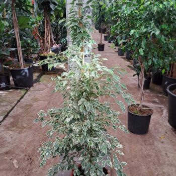 Ficus Benjamina Twilight piramide