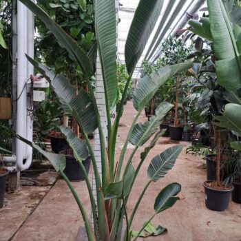 Strelitzia Augusta 250