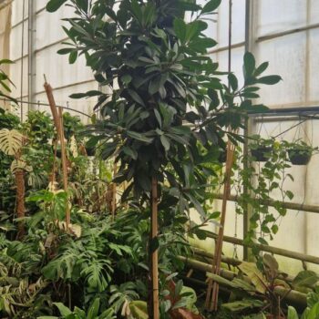 Cyathistipula gedraaide stam XXL 310