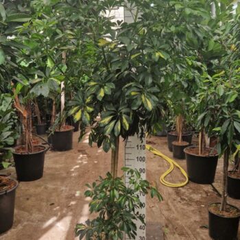 Schefflera Gold Capella stam