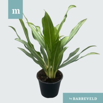 Aglaonema White Lance