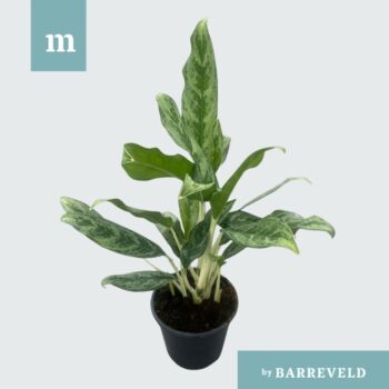 Aglaonema Greyhound
