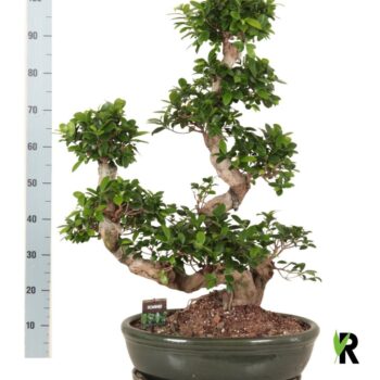 Ficus micr. Waterval in keramiek ovaal schaal met schotel groen