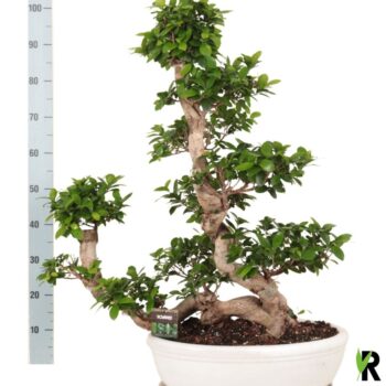 Ficus micr. Waterval in keramiek ovaal schaal met schotel wit