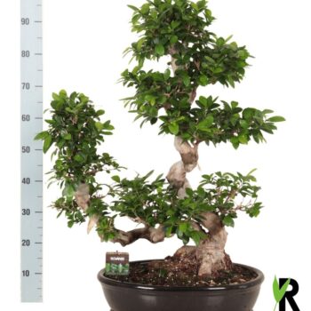 Ficus micr. Waterval in keramiek ovaal schaal met schotel zwart