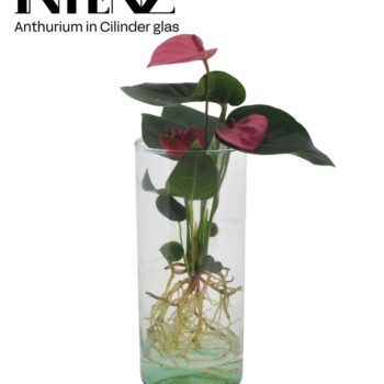 Anthurium in Cylinder glas - levertijd: 24 uur