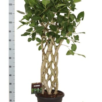 Ficus bengh. Audrey