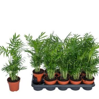 Chamaedorea pot 12 cm fust 750