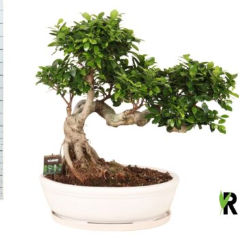 Ficus micr. Snake type in keramiek ovaal schaal + schotel wit