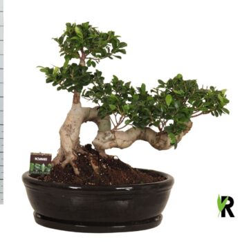 Ficus micr. Snake type in keramiek ovaal schaal + schotel zwart