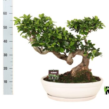 Ficus micr. Snake type in keramiek ovaal schaal + schotel wit