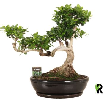 Ficus micr. Snake type in keramiek ovaal schaal + schotel zwart