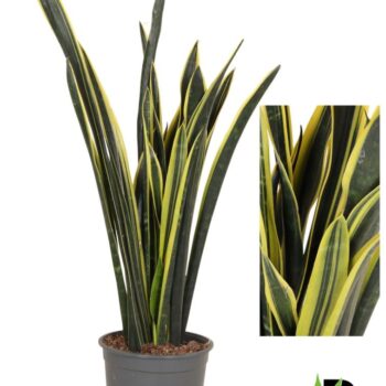 Sansevieria Yellow Golden