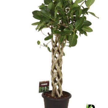 Ficus bengh. Audrey