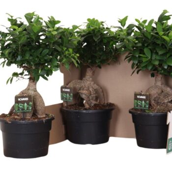 Ficus micr. Ginseng in fust 348