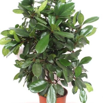Ficus Cyathistipula