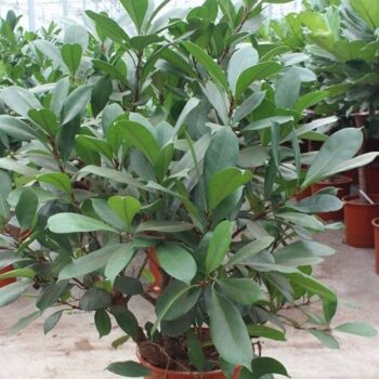Ficus Cyathistipula