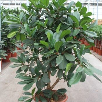 Ficus Cyathistipula