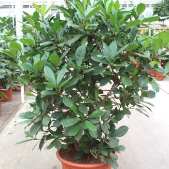 Ficus Cyathistipula