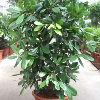 Ficus Cyathistipula