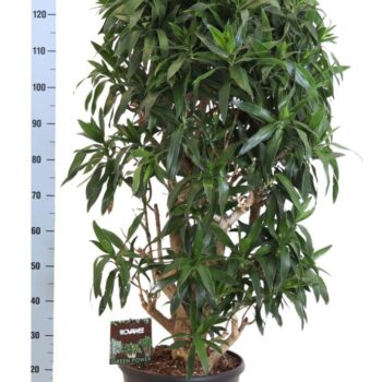 Dracaena reflexa