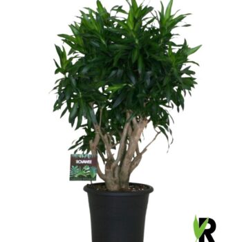 Dracaena refl. Song of Jamaica