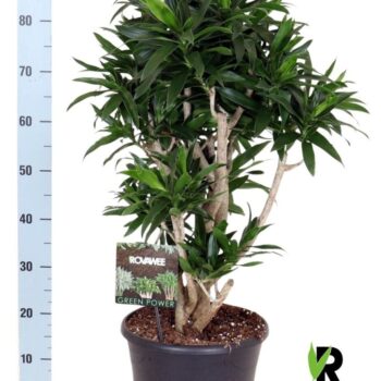 Dracaena reflexa