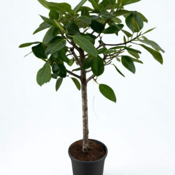 Ficus Benghalensis Altissima