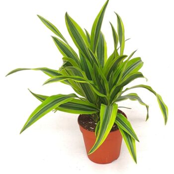 Draceana derm. 'Lemon lime' 3pp