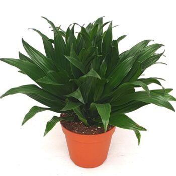 Draceana roth.'Compacta' 3 pp