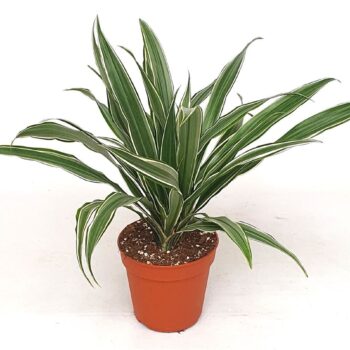 Draceana derm. 'Warneckei' 3pp