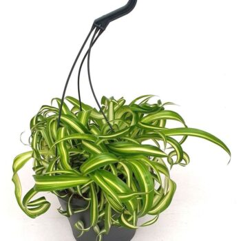 Chlorophytum com. 'Bonnie' hangpot