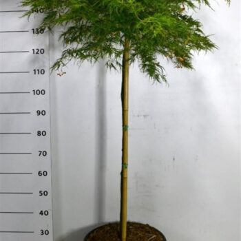 Acer pal. 'Green Lace'