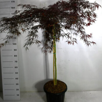 Acer pal. 'Inaba-shidare'