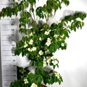 Cornus k. 'Teutonia'