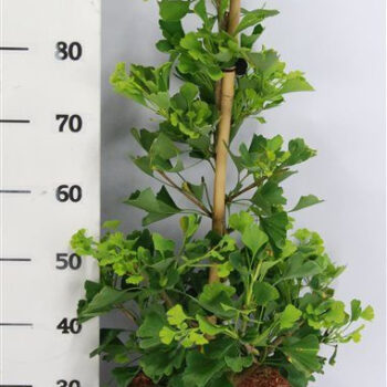 Ginkgo bil. Fastigiata Blagon