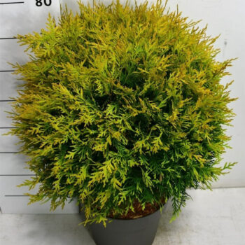 Thuja occ. 'Golden Globe'